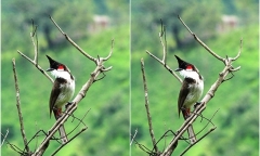 Tin tức thời sự hôm nay (8/9): 136 con chim chào mào bị giấu trên xe khách