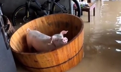 Video: Lợn cưng may mắn thoát chết nhờ chủ nhà đặt vào bồn tắm giữa lũ lụt