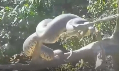 Rợn người cảnh trăn Anaconda
