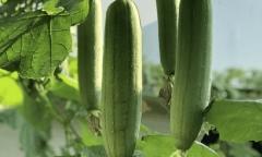Loại quả mọc bên bờ rào chả ai thèm hái lại là “thần dược” tốt cho gan