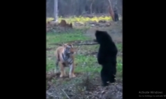 Video: Cầy mangut đụng độ rắn hổ mang cực độc và cái kết khó tin