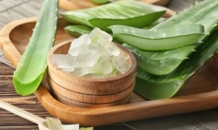 Nha đam có tác dụng gì? Cách sử dụng và những lưu ý