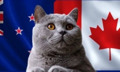 Nhận định soi kèo trận nữ Canada-New Zealand, Olympic 2024 22h ngày 25/7: Mèo tiên tri gây sốt