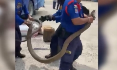 Thót tim khoảnh khắc bắt rắn hổ mang chúa khổng lồ dài 3 mét ẩn nấp trong xe khách