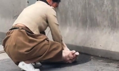 Cô gái cứu mạng cho chú heo giữa đường gây bão mạng xã hội