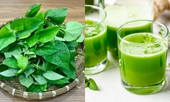 Uống nước rau diếp cá có tác dụng gì?
