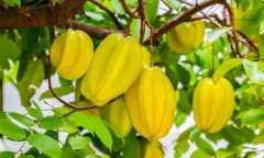 Ý nghĩa phong thủy của cây khế?