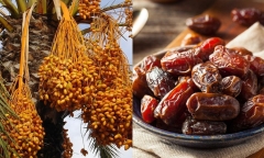 Món ăn vặt giúp bảo vệ gan và đường ruột