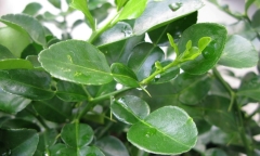 Loại lá thơm nức mũi siêu tốt cho gan 