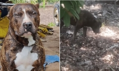 Clip: Pitbull đối đầu rắn hổ mang trong sân nhà, kết cục khó tin