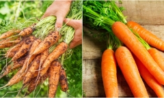 Những lý do không nên ăn cà rốt thường xuyên, biết để tránh khi ăn kẻo 