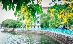 Say đắm vẻ đẹp hoa muồng hoàng yến bên hồ Tây