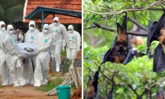 Virus Nipah nguy hiểm đến mức nào?