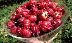 Loại hoa “đại bổ gan” màu đỏ đẹp mắt, có nhiều ở Việt Nam