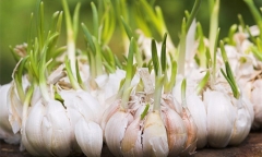 Tỏi mọc mầm có ăn được không?