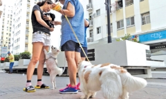 Tư vấn pháp luật: Có được nuôi, thả chó, mèo ở chung cư không?