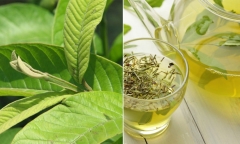 Tác dụng cực tốt của lá ổi đối với sức khỏe