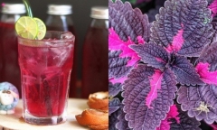  Loại rau này chỉ mùa đông mới có, giúp bổ gan lại ngủ ngon nhưng người có dấu hiệu này không nên ăn