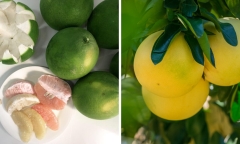 Bưởi ngon ngọt, nhiều vitamin nhưng