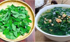Rau ngót cực lành, tốt cho sức khỏe nhưng 