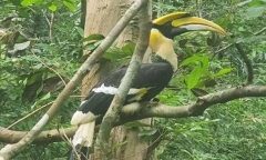Lần đầu tiên loài chim hồng hoàng quý hiếm được tái thả về môi trường tự nhiên