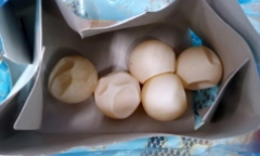 Kết quả giám định 5 vật hình tròn nữ du khách mang từ Côn Đảo