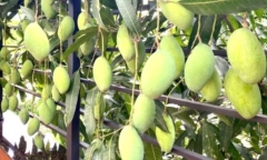 Cây nhà hàng xóm vươn sang ranh giới đất nhà mình thì có được tự ý hái quả?