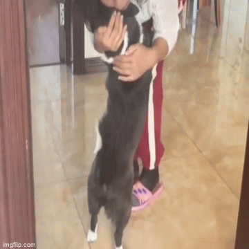 Nghẹn ngào trước phản ứng của chú chó khi gặp lại chủ sau 1 tháng xa cách