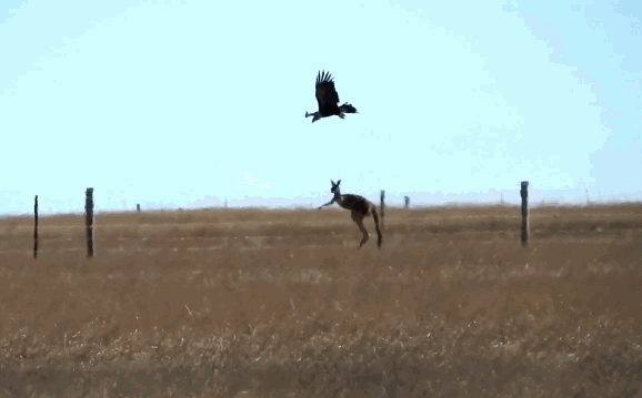 Video: Đại bàng đuôi nhọn tấn công kangaroo, suýt phải trả giá đắt