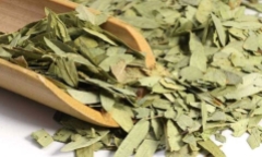 Uống phan tả diệp nhiều liệu có gây hại?