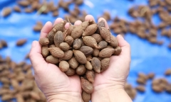 Người dân Đà Nẵng háo hức nhặt 