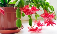 Sáu người ở Thanh Hóa bị ngộ độc nghi do ăn bọ xít 