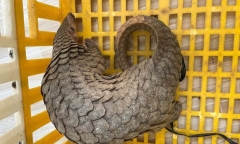 Phát hiện con vật quý hiếm, nặng 10kg 
