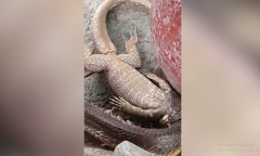 Video: Cầy mangut đụng độ rắn hổ mang cực độc và cái kết khó tin