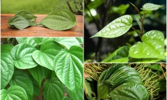 Loại lá quen thuộc tốt như 