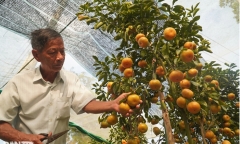 Nhà vườn quýt kiểng chưng Tết: 
