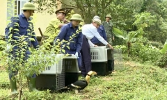 Hai cá thể chim hồng hoàng quý hiếm được thả về môi trường tự nhiên