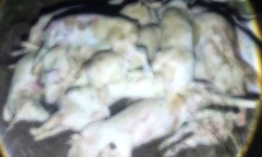 Cháy quán ăn ở TP.HCM, 4 người tử vong thương tâm