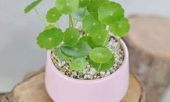 5 cây cảnh nghe tên đã thấy tài lộc nên trồng trong nhà