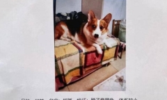 Cô gái trần tình về tờ thông báo sẽ hậu tạ cả căn nhà cho người tìm được thú cưng