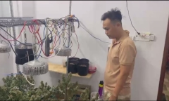 TP.HCM: Hai thanh niên thủ súng đạn, tự trồng 30 cây cần sa trong nhà