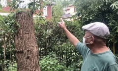 Lạ đời người đàn ông bị phạt gần nửa tỉ đồng chỉ vì cắt tỉa cây tự trồng trước nhà