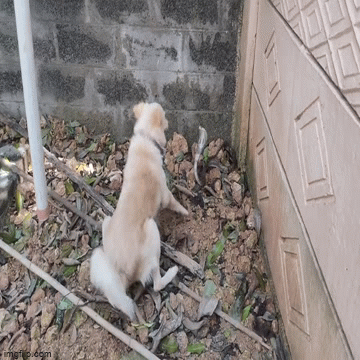 Video: Rắn hổ mang bất ngờ bị tóm gọn khi đang hung hăng tấn công chó nhà