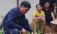 Lai Châu: Khởi tố người phụ nữ trồng gần 600 cây thuốc phiện trong vườn nhà