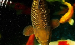 Những món thưởng Tết