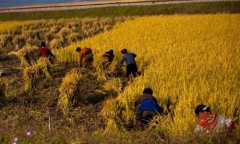 Vì sao Triều Tiên bội thu lương thực trong năm 2013?