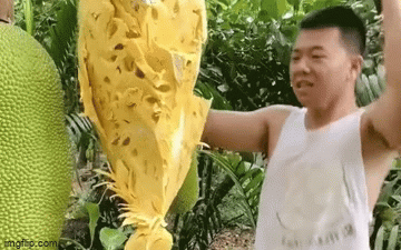 Clip chàng trai chặt nát trái mít dù rất tươi ngon khiến dân tình khó hiểu và sự thật