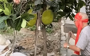 Clip hai ông cháu 