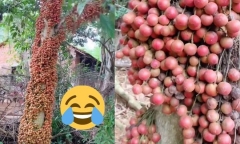 Cô gái khoe loại quả mọc kín mít từ gốc đến ngọn, biết nguồn gốc ai nấy đều xuýt xoa thòm thèm