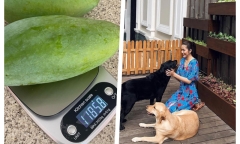 Tăng Thanh Hà khoe trái xoài nặng hơn 1kg trồng trong
